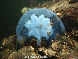 Sadly not survived, but food for other life by Eduard Bello 